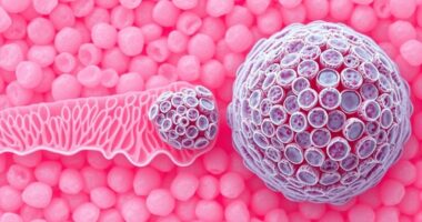 Vom Zell zum Tumor
