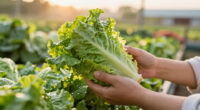 Taylor Farms Lettuce Cyclospora Outbreak